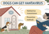 Can Dogs Get Hantavirus? Understanding the Risks and Protecting Your Pet